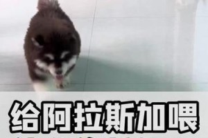 阿拉斯加犬2个半月需要多少狗粮？（探索阿拉斯加犬食物需求的关键因素及养护技巧）