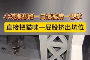为什么猫会在地上蹭屁股？（揭秘猫咪地上蹭屁股的原因及行为习惯）