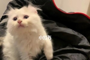 美国卷耳猫的饲养指南（掌握这些关键点，让你成为优秀的美国卷耳猫主人）