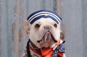 了解法国斗牛犬的价格和饲养方法（掌握法国斗牛犬的相关知识，打造幸福的宠物生活）