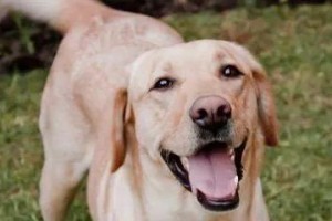 小狗狂犬病（保护宠物与人类的安全，了解小狗狂犬病的症状和预防方法）