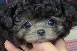 泰迪狗狗的科学饲养之道（根据个体差异调整的合理饲养量和方式）