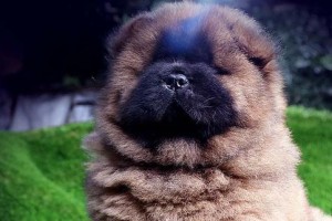探究松狮犬的养护（以松狮犬好养吗为切入点，详解宠物照顾的关键）