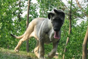 狼青犬的缺点及应对策略（了解狼青犬的缺点，合理训练提高品质）