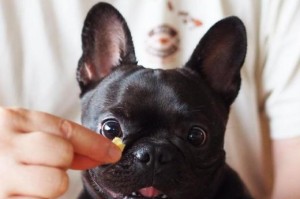 快速训练斗牛犬听话的技巧（以宠物为主，让你的斗牛犬变得顺从易控制）
