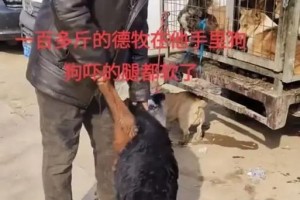 小狗左腿抖，可能患有何种疾病？（探寻小狗左腿抖动的原因和治疗方法）