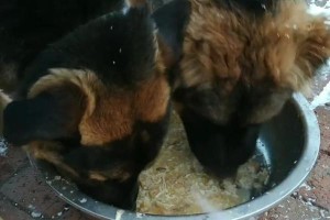 狗狗食道胃增生（了解狗狗食道胃增生，让宠物健康无忧）