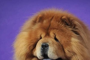 松狮犬的饮食习惯与干狗粮是否适宜（以宠物健康为出发点，了解干狗粮是否适合松狮犬饮食）