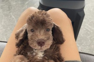 贝灵顿梗幼犬的饮食指南（营养均衡，健康成长！）