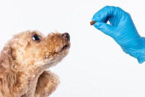 如何正确给宠物狗做卫生清洁？（掌握正确方法，让狗狗更健康、更幸福。）