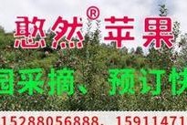 如何训练刚来的凯利蓝梗不乱叫（宠物训练技巧，有效遏制噪音扰民问题）