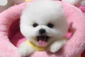 博美犬的价格因素分析（了解博美犬价格的几大影响因素及市场行情）