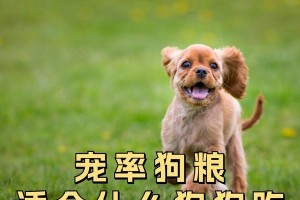 反对以对爱吃狗的人（保护动物权益，倡导文明饮食观）