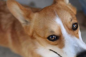 如何判断柯基犬的纯不纯（从外观、血统、品质三个方面分析）