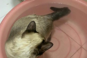如何为宠物猫咪洗澡？（准备工作、洗澡步骤、注意事项）