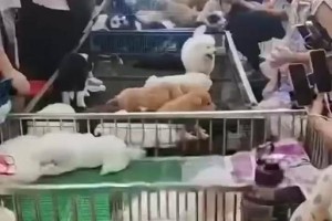 探索苏州宠物论坛的热门话题与讨论（聚焦苏州宠物论坛，了解最新宠物趋势与问题解决方案）