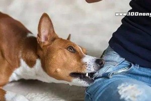 宠物狗为什么会咬自己的手指头？（探究狗咬手指头行为的原因与应对方法）