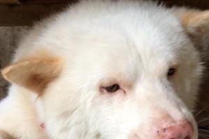 狗被骨头卡住的紧急情况下的正确反应（保护和拯救宠物的必备知识）