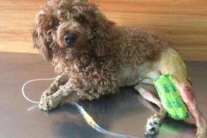 如何判断狗狗是否骨折（一步步教你正确识别狗狗的骨折情况）