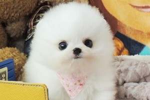 了解博美茶杯犬的多重魅力（小巧可爱的博美茶杯犬引领宠物潮流，主人必看！）