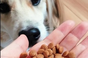 几个月大的狗应该吃什么狗粮？（从幼犬到成年犬，狗粮的选择很重要！）