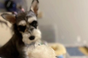 养一只雪纳瑞需要多少钱？（了解雪纳瑞养育成本，让您做好准备）