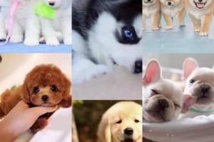 博美犬价格是亏还是赚？（探讨博美犬价格是否值得）