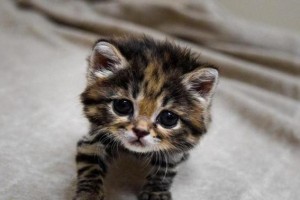 喂养小野猫的正确方法（关爱与照顾野生猫咪的责任与方法）