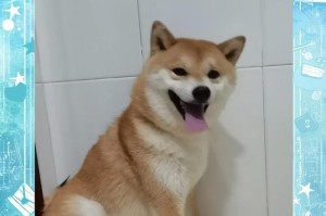 打造狗狗漂亮毛发的秘诀（从日常护理到食补，让你的狗狗拥有健康亮丽的毛发）