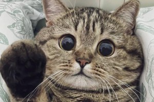 猫的眼睛（揭秘猫眼的功能和特点）