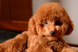 如何科学养护贵宾犬（从日常护理到食物搭配，了解如何更好地照顾你的爱宠）