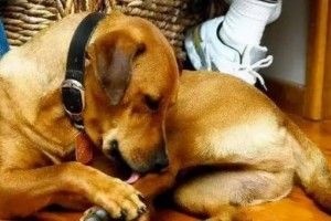 狗狗抖身体的原因及预防方法（你的狗狗为什么总是抖个不停？怎样才能让它不再抖动呢？）