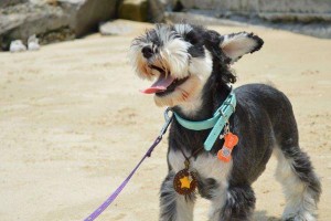 盘点9种最聪明的小型犬（了解这些聪明的小型犬，选择一只最适合你的智商宠物）