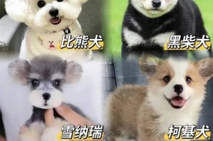 博美犬-最受欢迎的狗之一（探索博美犬为什么是最好看的狗）