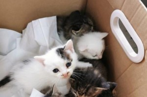如何打造一只健康漂亮的猫咪（从饮食、运动到日常护理，教你打造一只完美的猫咪）