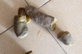 狗狗的排便频率及相关注意事项（了解狗狗的排便习惯，关注它的健康和需求）