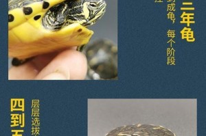 黄头侧颈龟的饲养方法（打造理想的饲养环境｜合理的饲料搭配｜日常饲养注意事项）