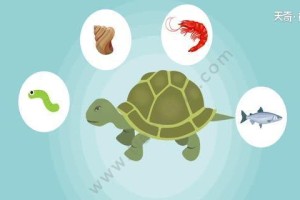 乌龟的饮食对其成长有何影响？（以乌龟吃什么东西长大为主题的研究）