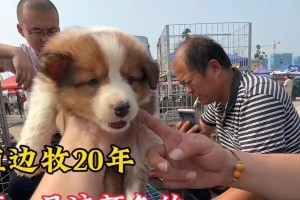 边牧犬的多样色彩（探究边牧犬的不同毛色及其遗传规律）