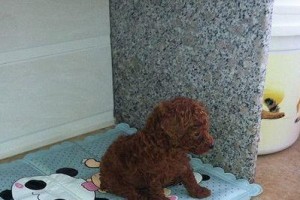 泰迪狗为何频繁咳嗽？（探究泰迪狗咳嗽的原因和解决方法）