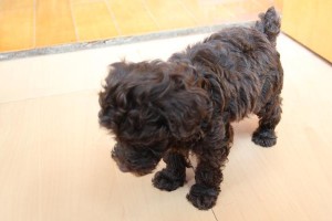 泰迪犬标准身高体重指南（一只健康宠物的必备知识）