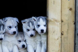 如何解决宠物犬的尿失禁问题（家里的狗狗总是尿不在尿布上怎么办？）