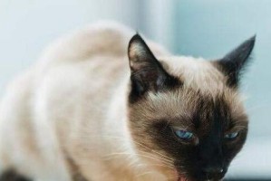 猫吃鱼为什么不怕刺？（揭秘猫咪不怕刺的原因，从宠物角度看猫咪的特殊吃鱼方式）