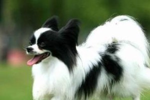 幼龄蝴蝶犬的喂养秘籍（如何让你的幼龄蝴蝶犬健康成长）