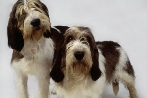 长卷毛猎犬的饲养指南（以健康为基础的长卷毛猎犬养护）