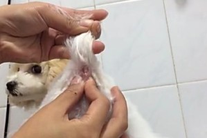 如何正确给宠物狗挤肛门腺（掌握正确的操作技巧，让宠物更健康）