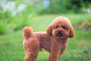 探究泰迪犬的多样颜色和市场价格（了解泰迪犬的颜色种类及其价格范围）