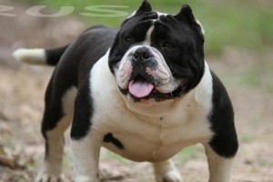 以恶霸犬为宠物（培养友善的恶霸犬，拥有忠诚的宠物）
