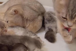 提高猫的产量，（科学饮食能够帮助猫获得高产）