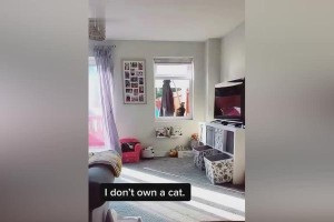 猫咪为何总是想进屋？（探索猫咪进屋的原因及行为背后的秘密）